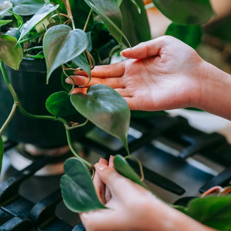Varietal Office Plant